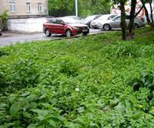 Причина, по которой горят газоны