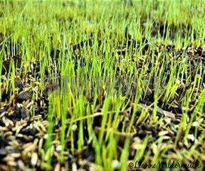 Какой должна быть почва для газона