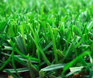 Как укрепить современные газоны с PowerGrass
